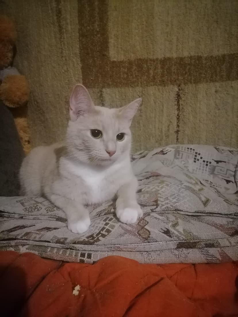 Элли