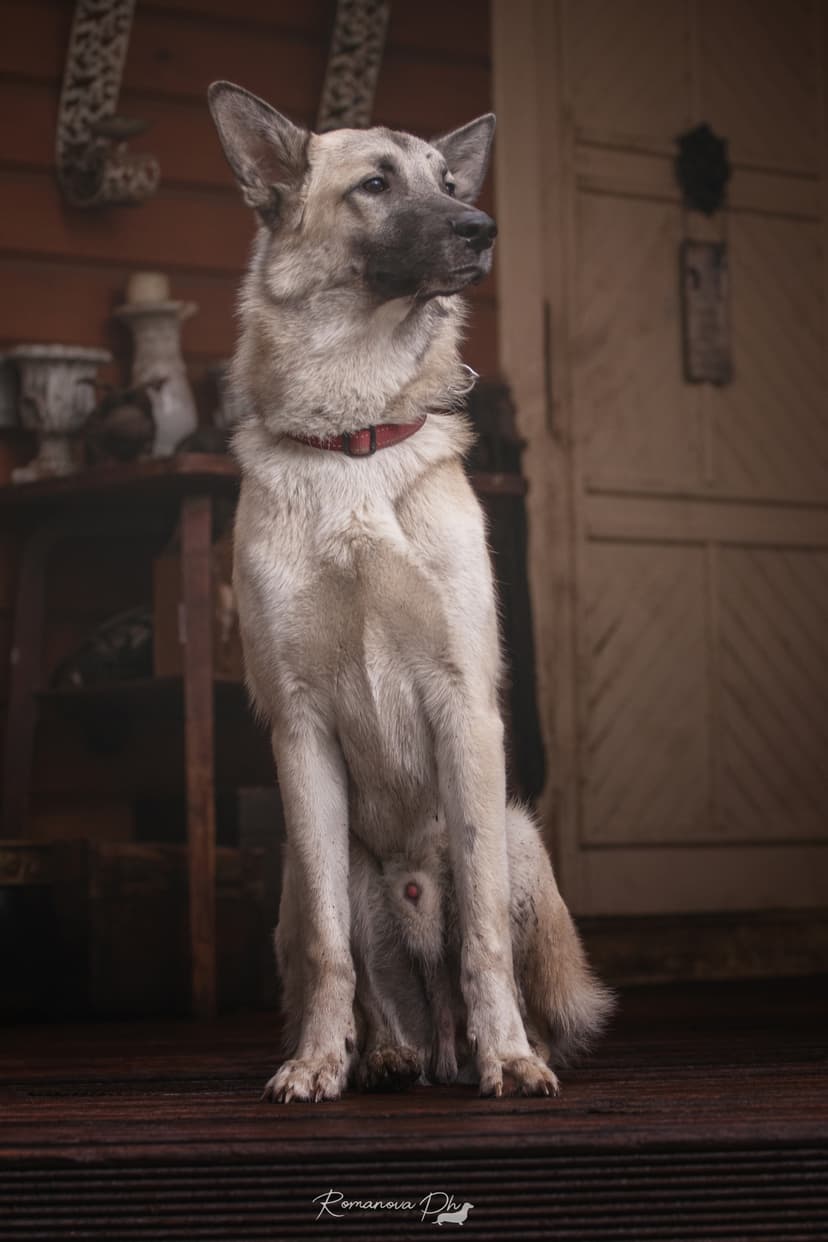 Грэй