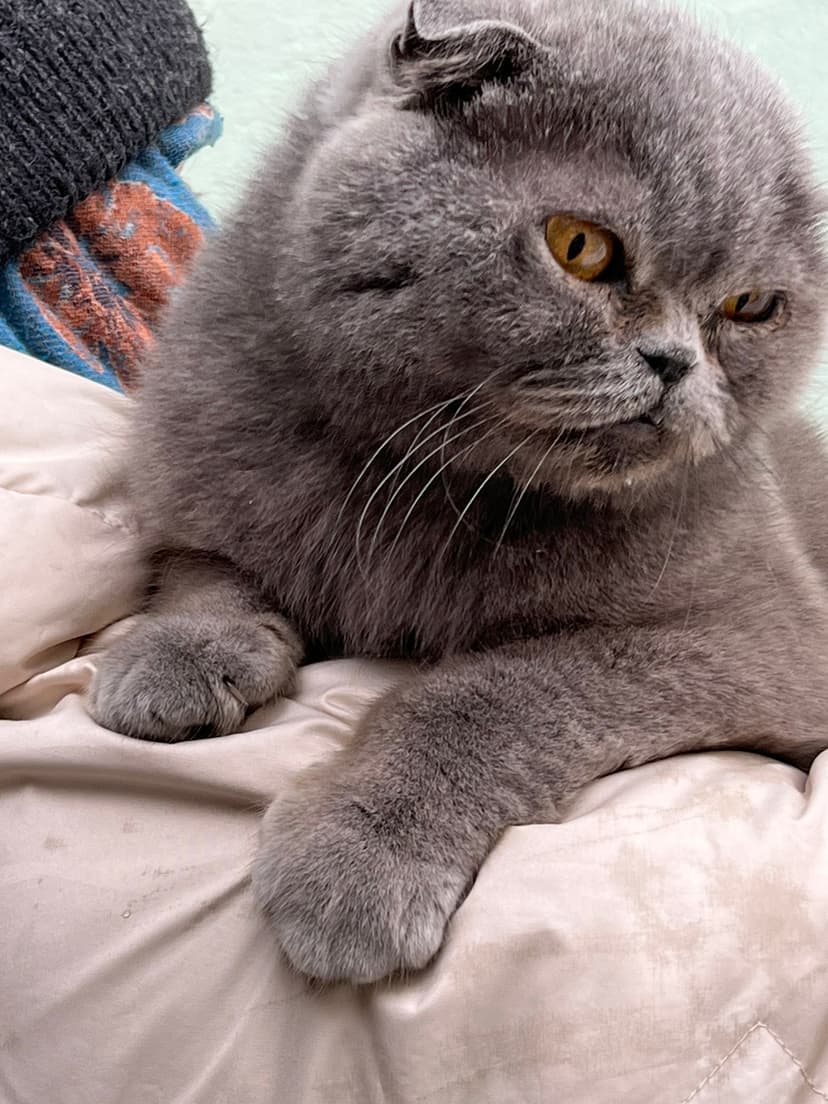 Маркиза