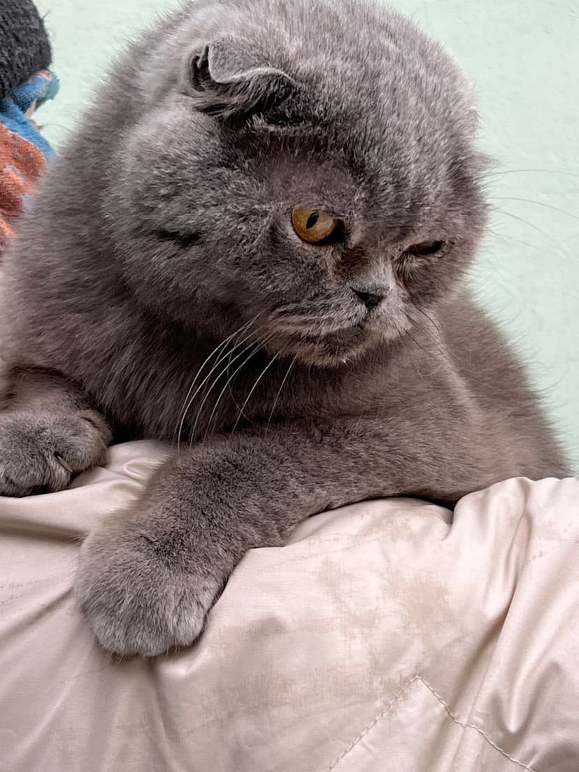 Маркиза