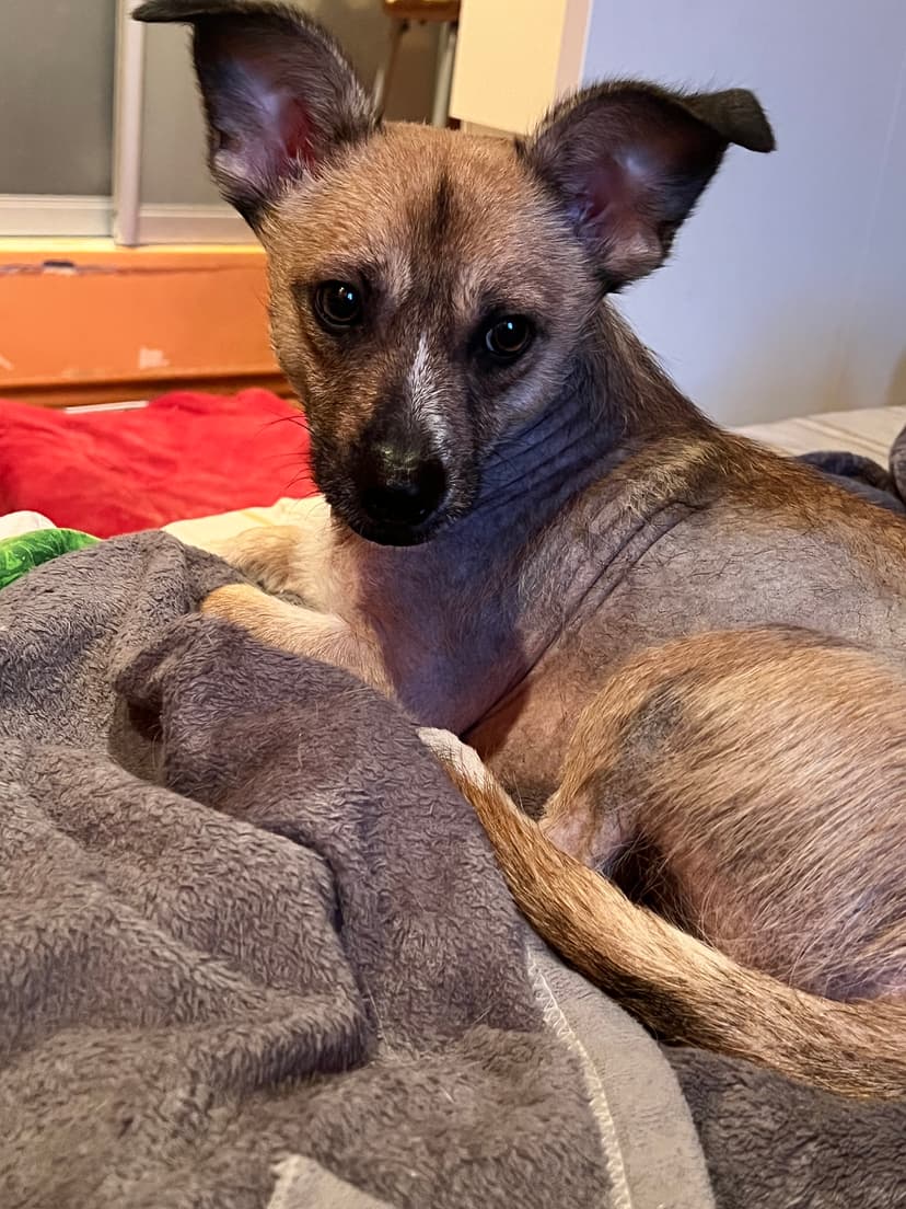 Максик