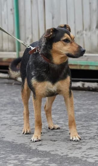 Анжерка 