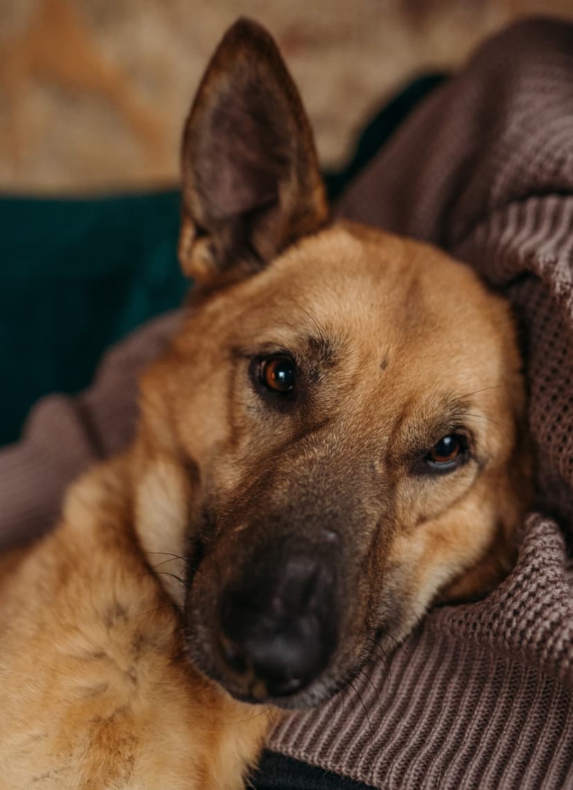 Бэлла