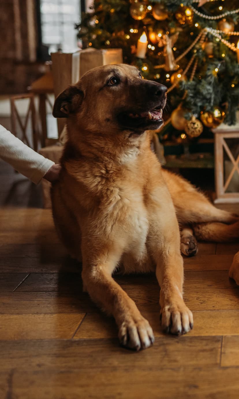 Бэлла