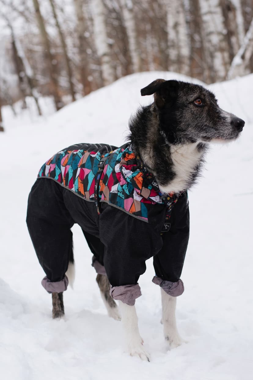 Промис