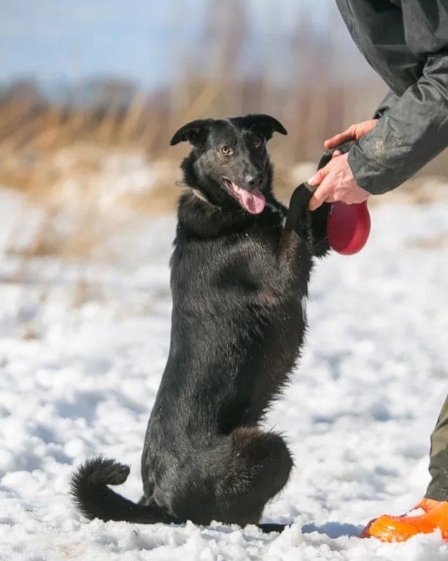 синди