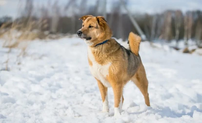 Илон