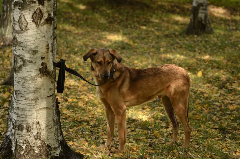Граф