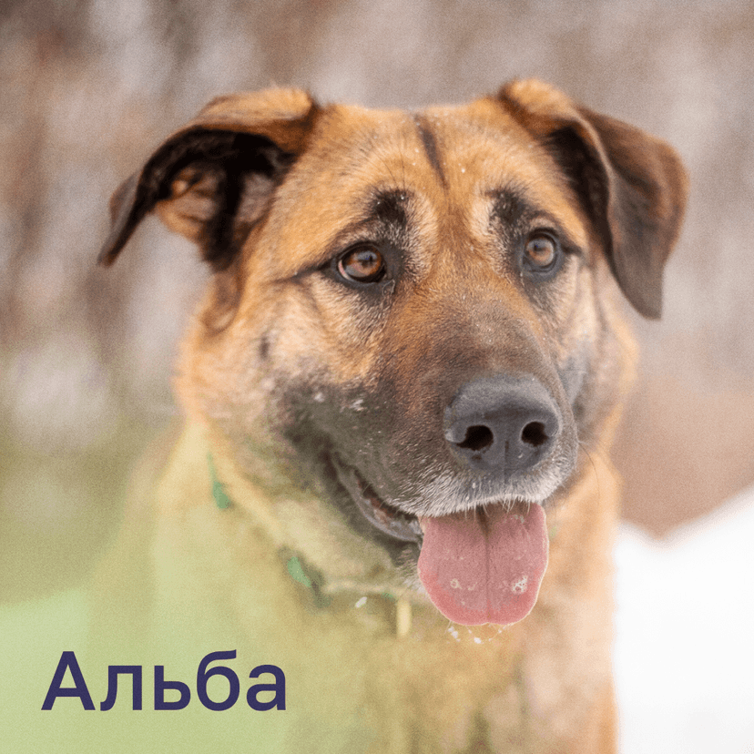 Альба