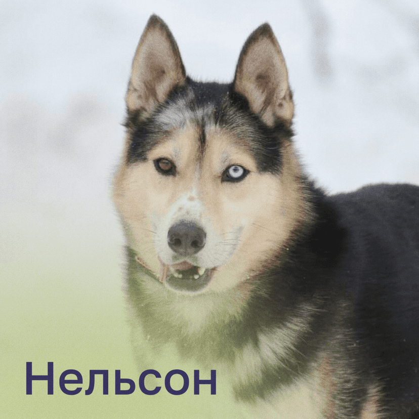Нельсон