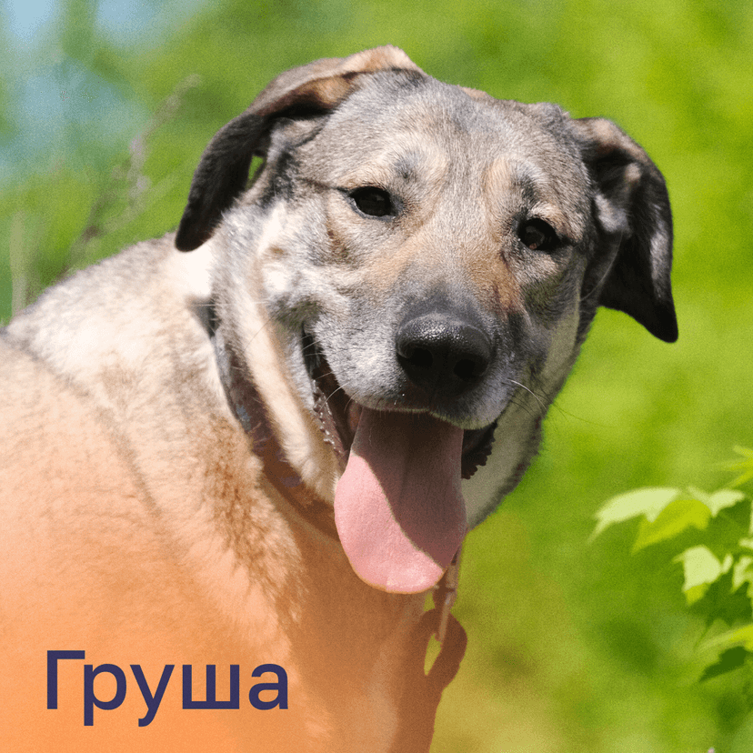 Груша