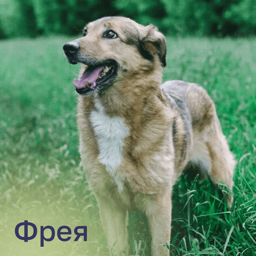 Фрея