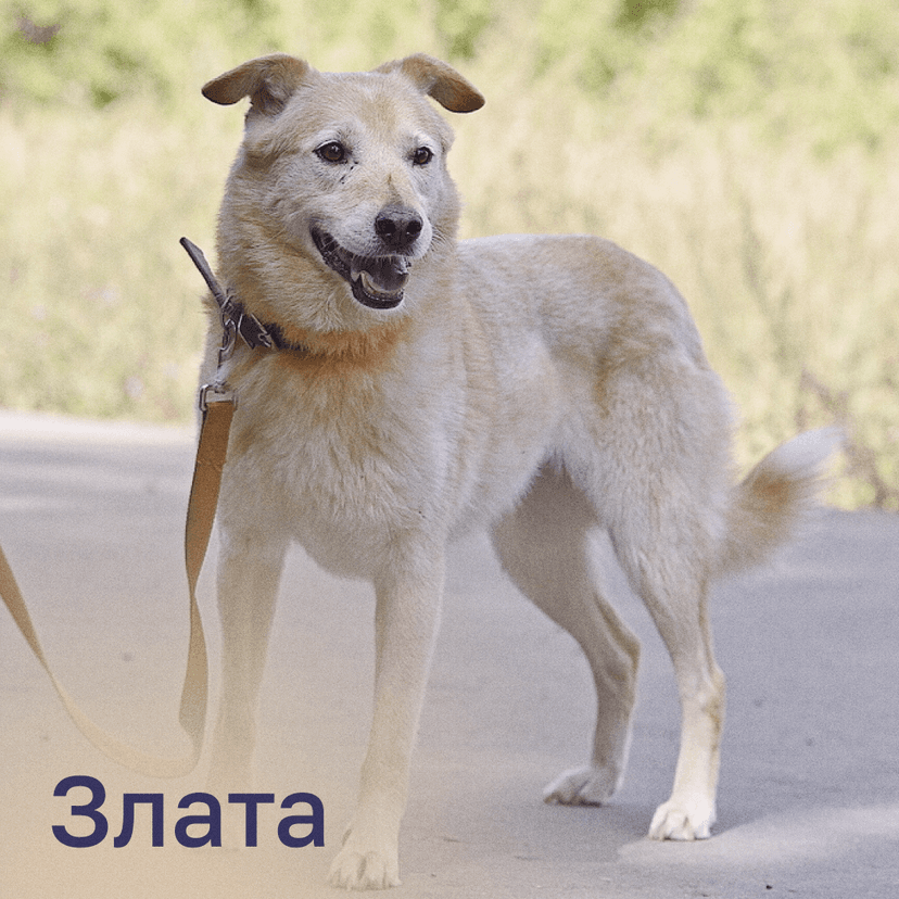 Злата