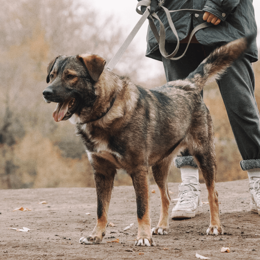 Портос