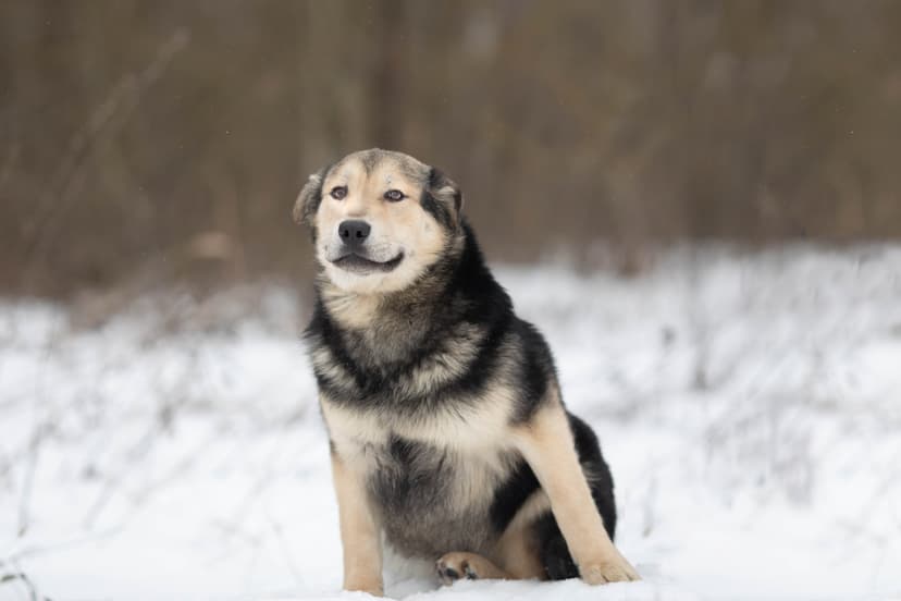 Виччи