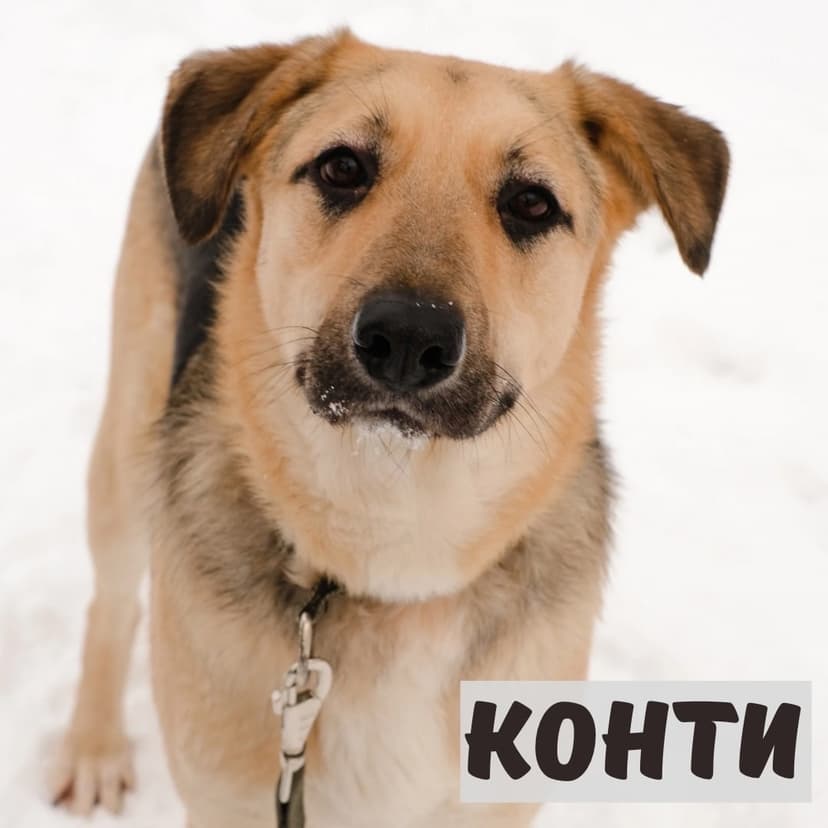 Конти
