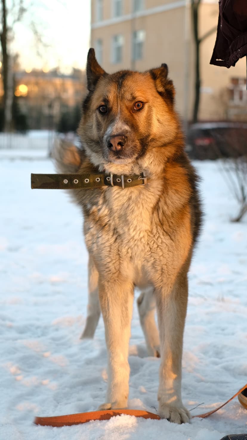 Тедди