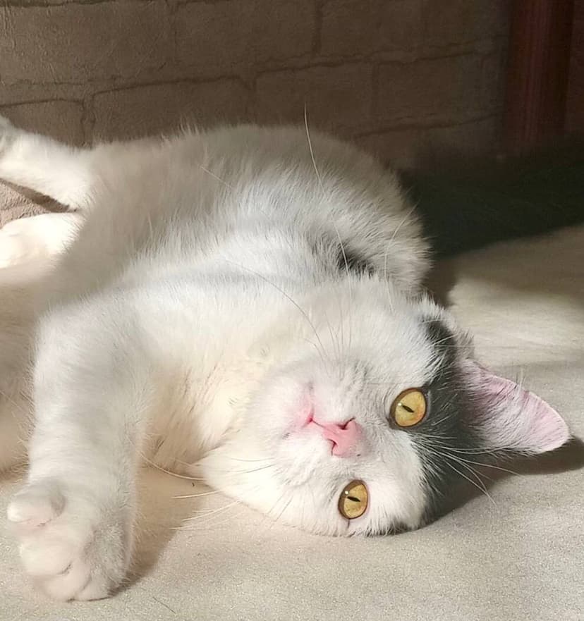 Фима