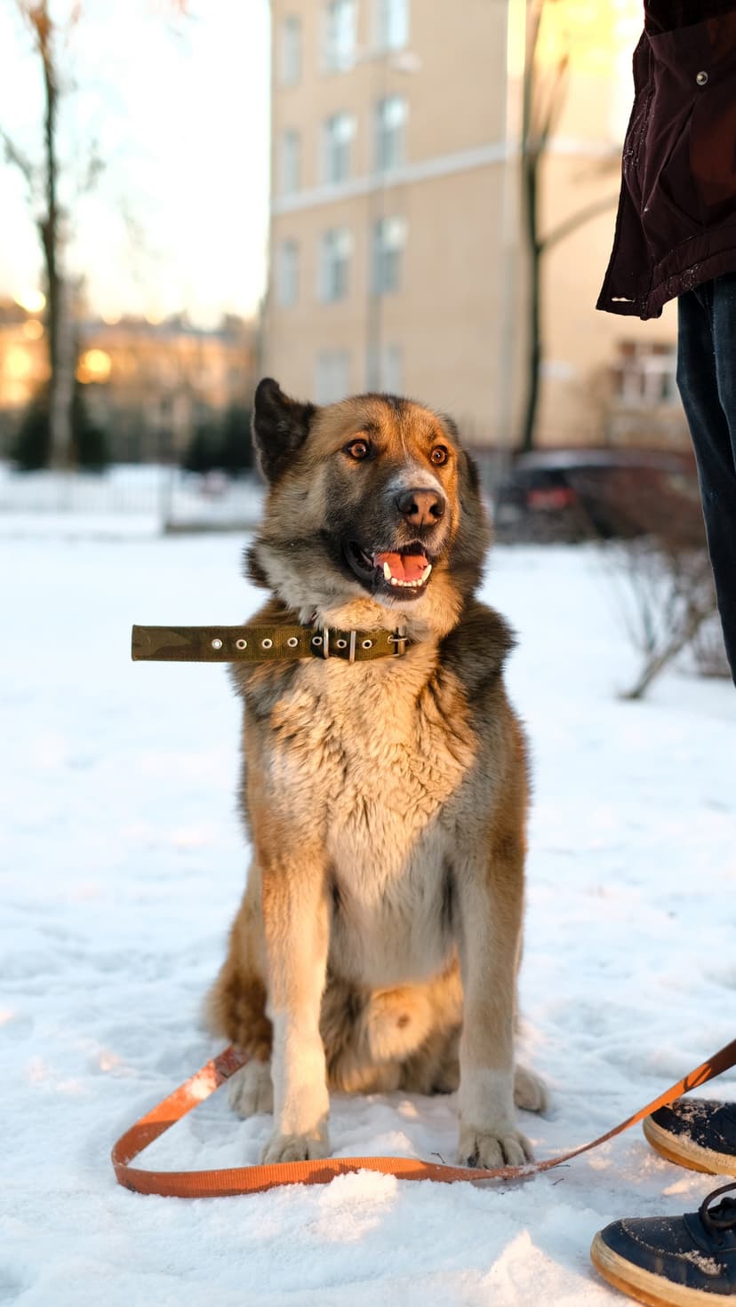 Тедди