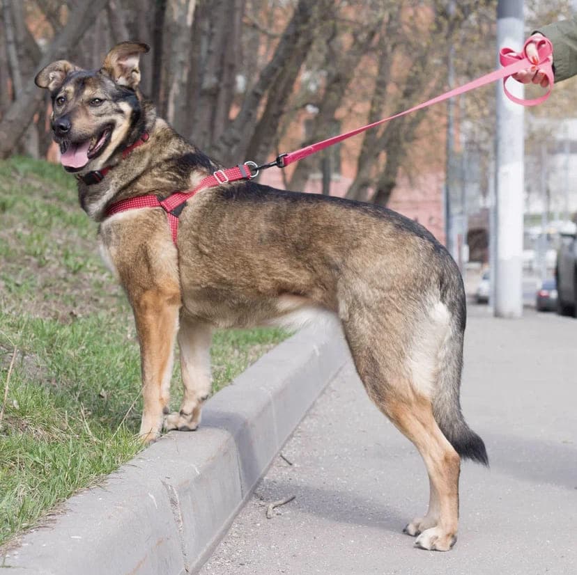 Лиза