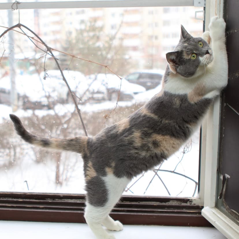 Нола