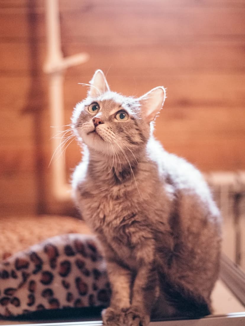 Фил