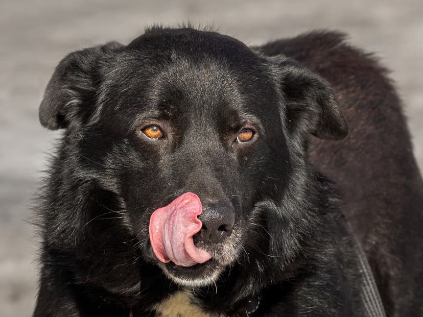 Пух