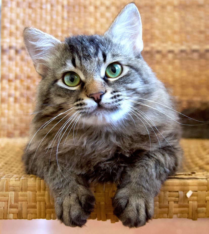 Саратик