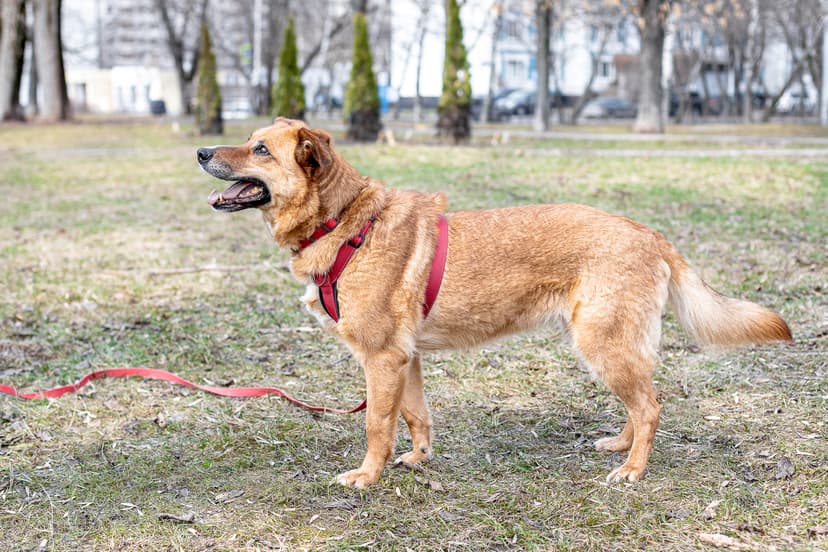 Чара