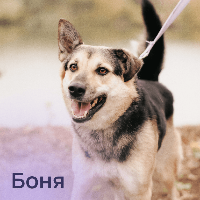 Боня