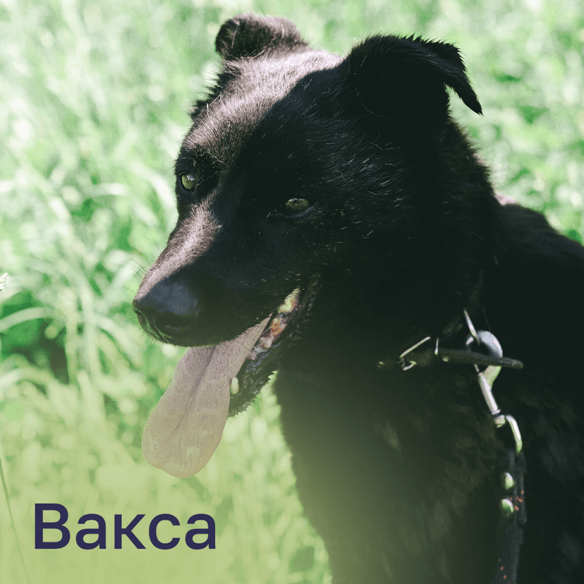 Вакса
