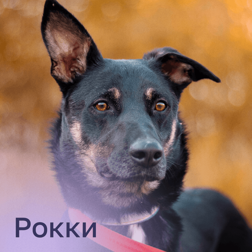 Рокки