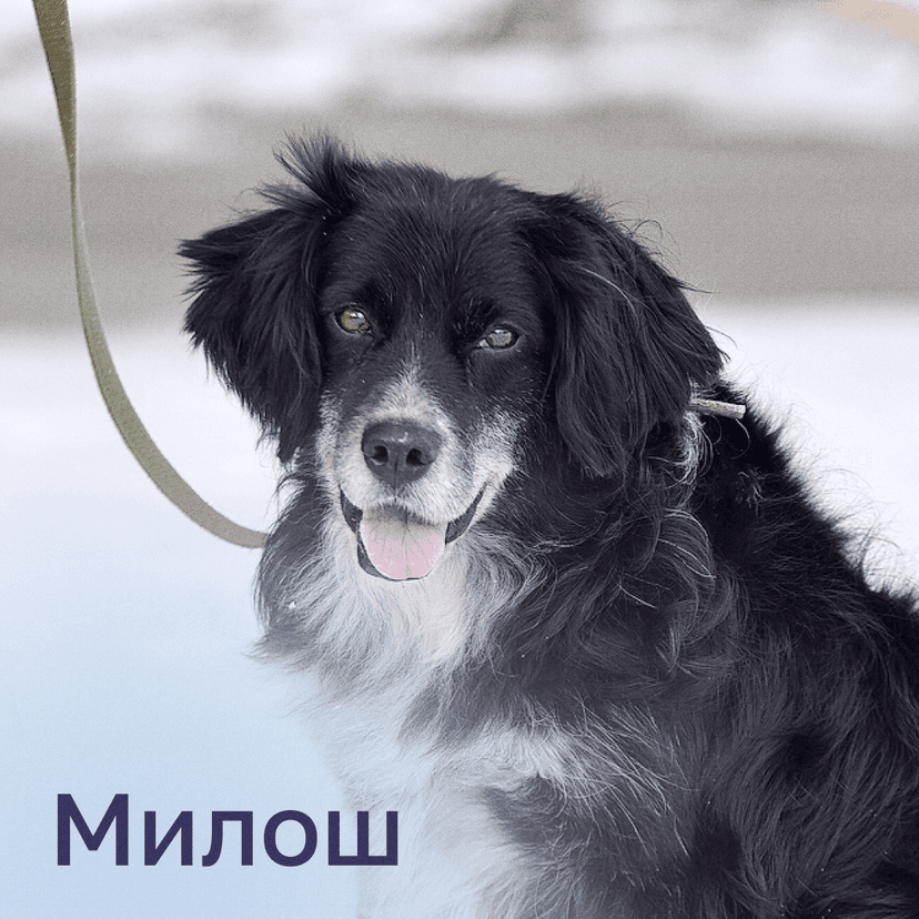 Милош