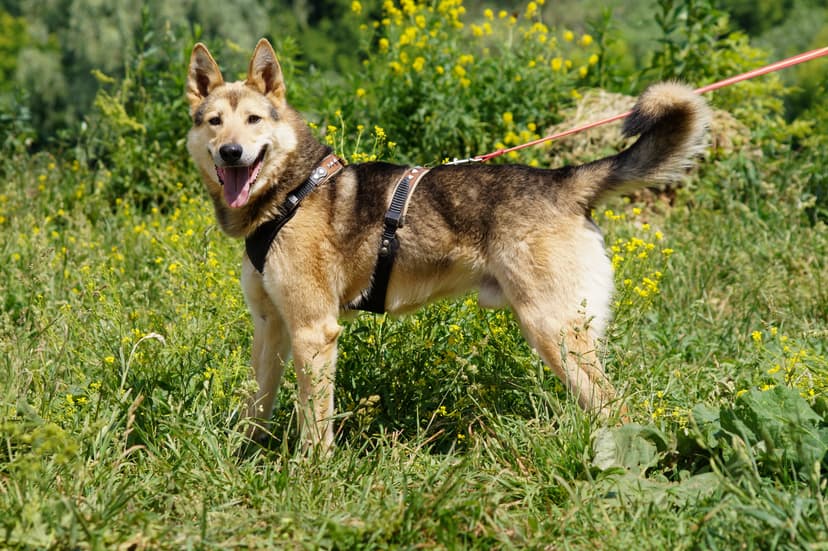Лекс