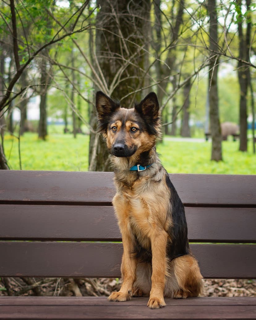 Клер