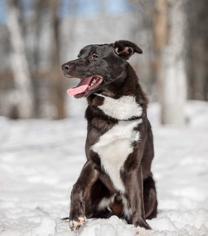 Коржик
