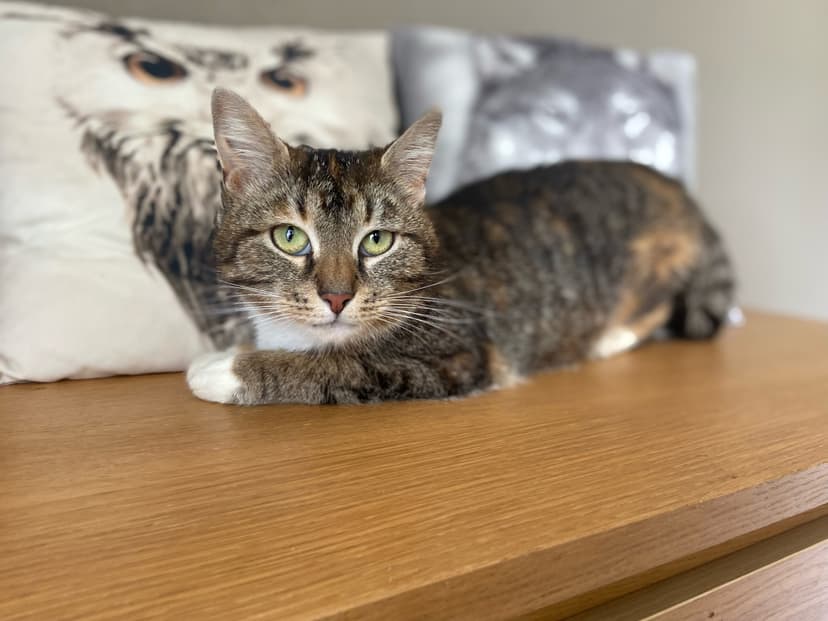 Олли