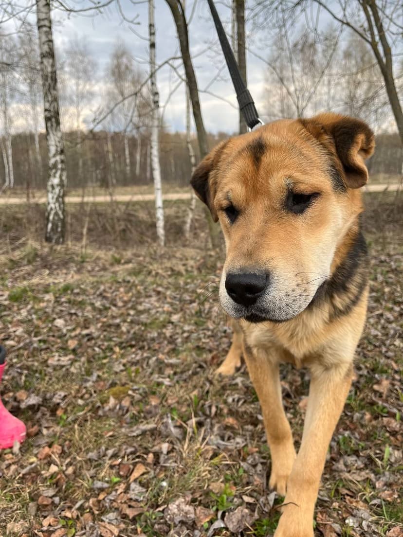 Валли