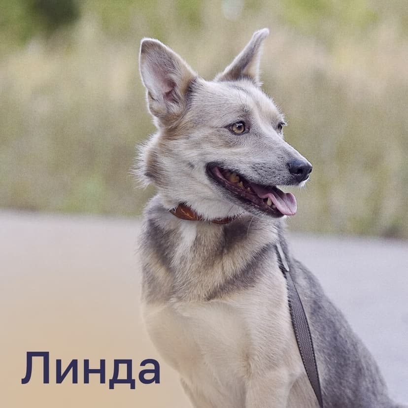 Линда