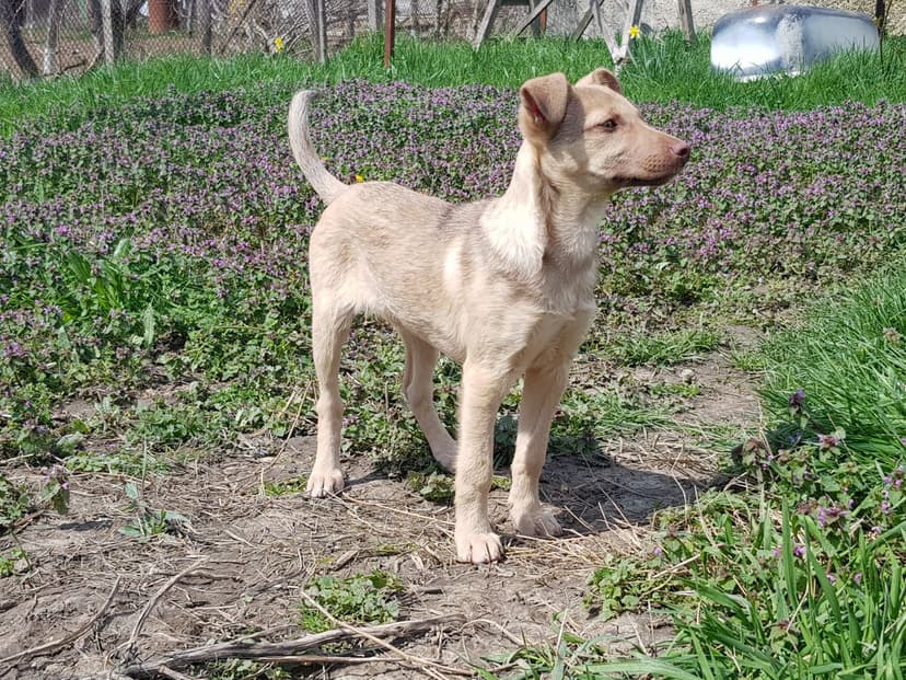 Муля