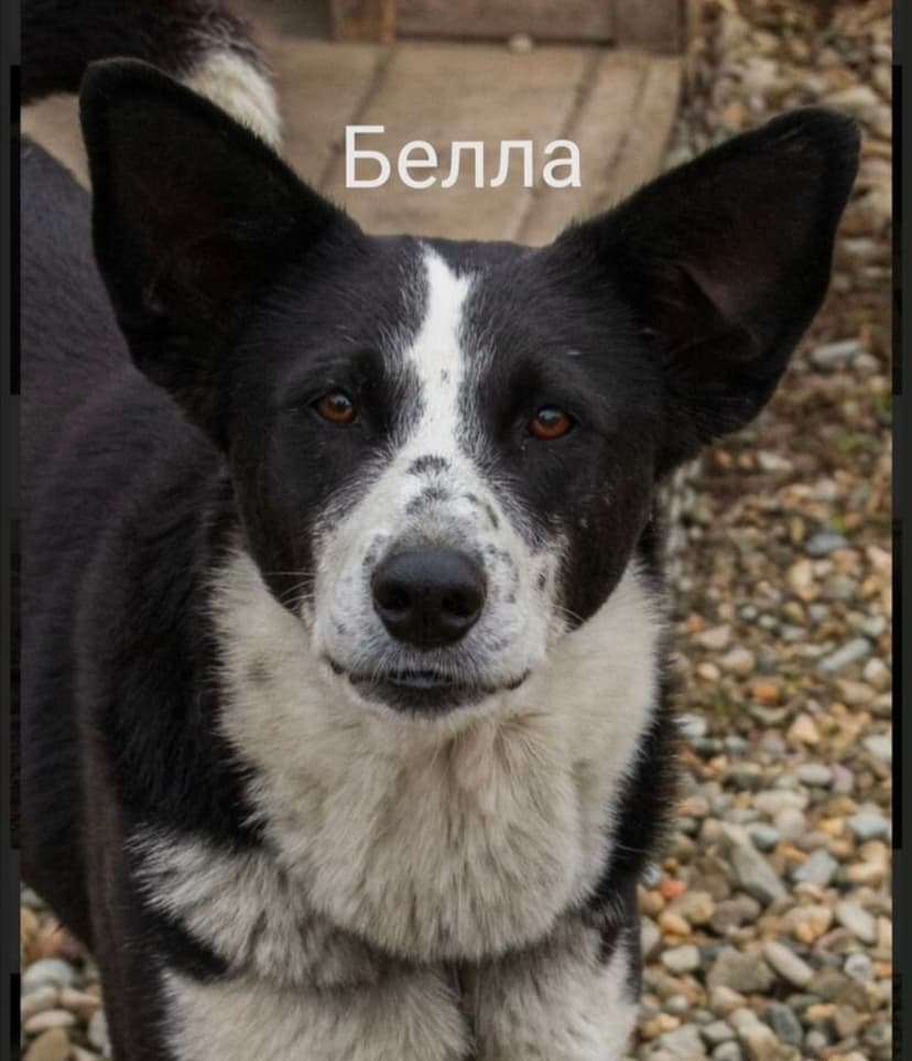 БЭЛЛА