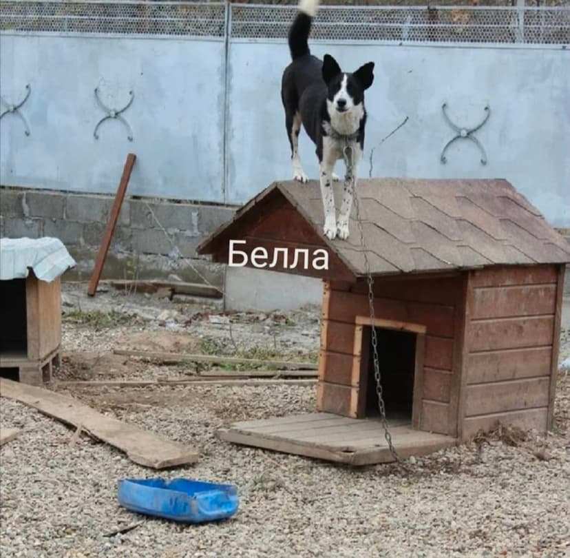 БЭЛЛА