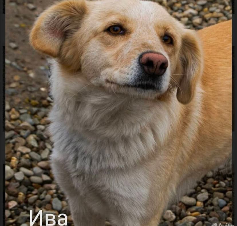 ива
