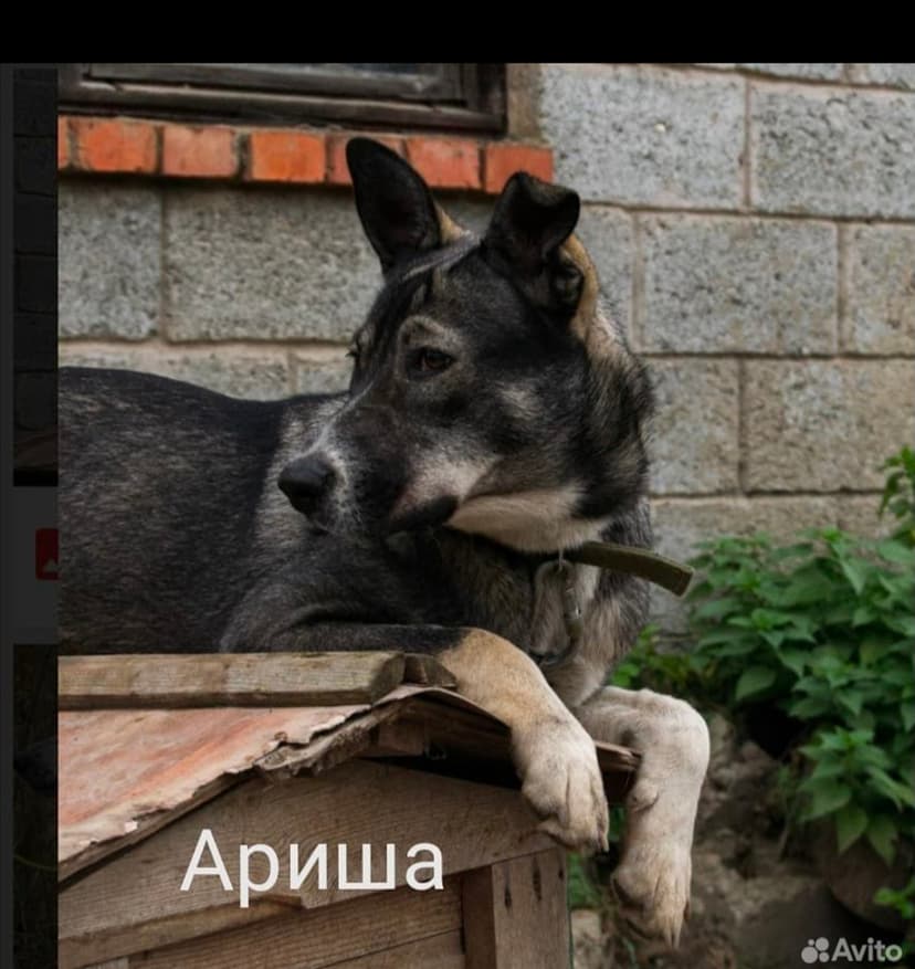 Ариша