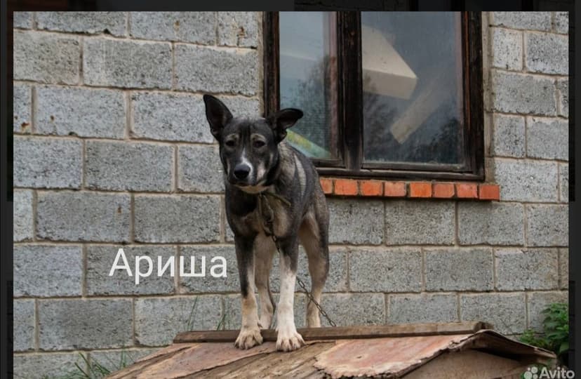 Ариша