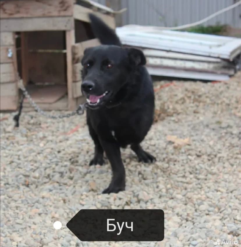 Буч 