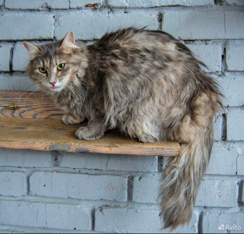 Голубка