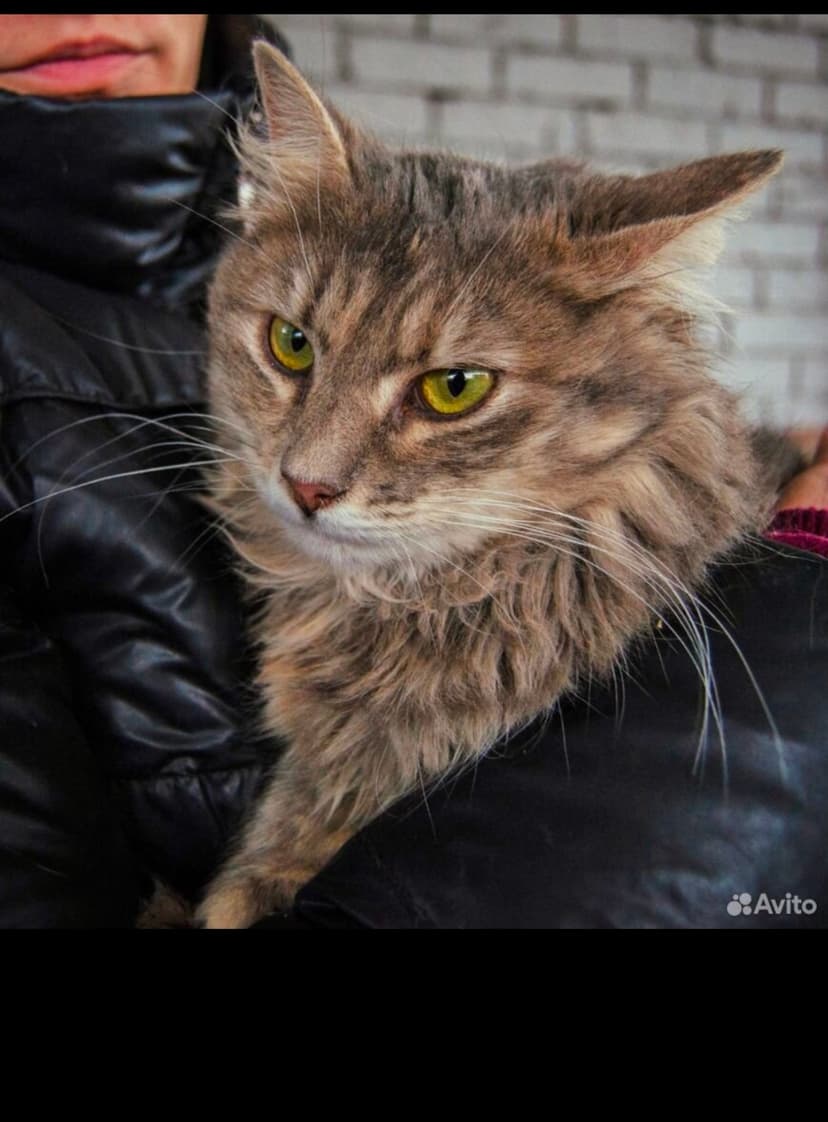 Голубка