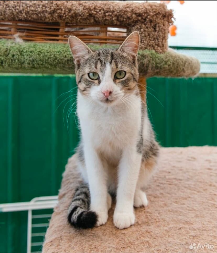 Карасик