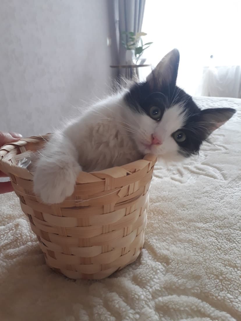 Лялька